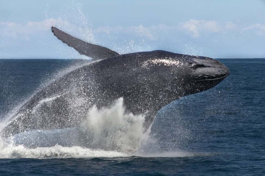 Samana: Bay of Samana Whale Watching Experience - Who will enjoy this Samaná whale trip?