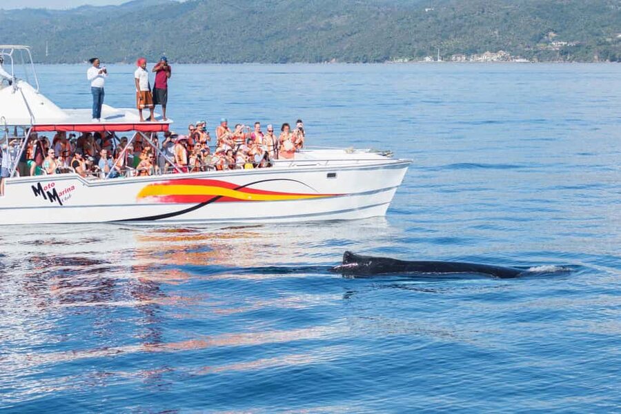 Samana: Bay of Samana Whale Watching Experience - Final call: should you book it?