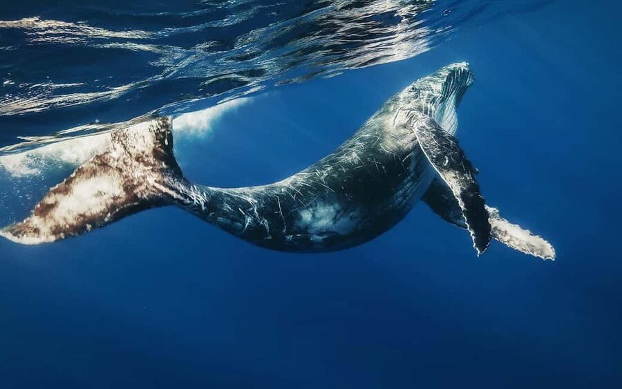 Samana: Half Day Whale Watching Humpback Whale Watching - Key points before you book