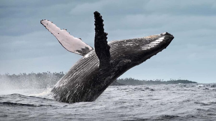 Samana: Half Day Whale Watching Humpback Whale Watching - The best fit for this boat trip