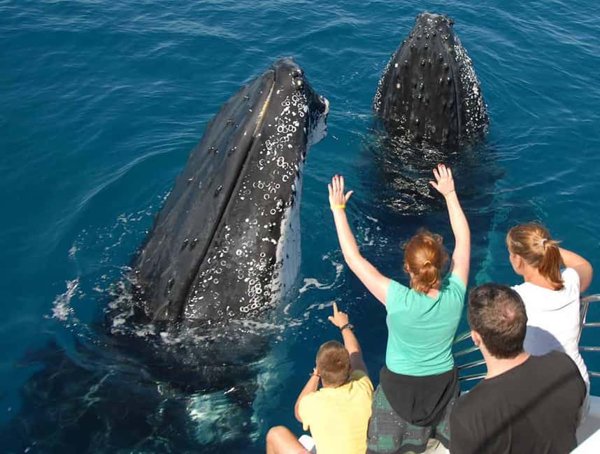Samana: Half Day Whale Watching Humpback Whale Watching - From the Samaná office to the private dock