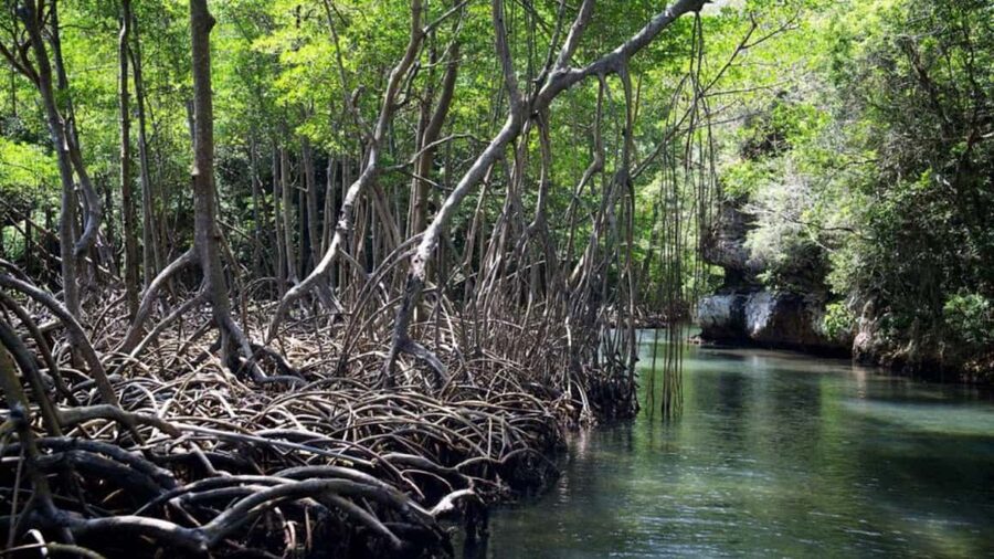 Samana: Los Haitises National Park & Caño Hondo Day Tour - Key points at a glance