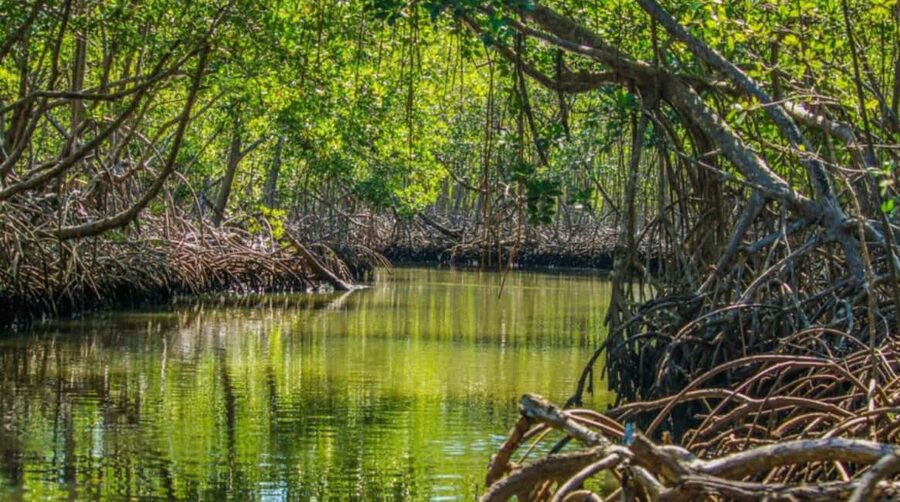 Samana: Los Haitises National Park & Caño Hondo Day Tour - Why Los Haitises makes a good full-day outing