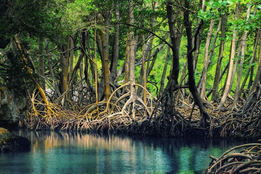 Samaná: Los Haitises National Park & Cayo Levantado Island - Should you book it?