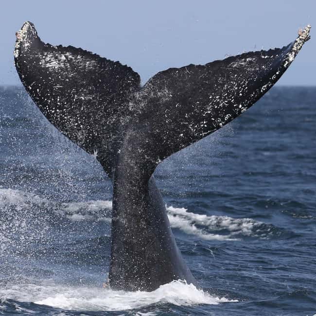 Samaná: Whale, Cayo Levantado, & Kayak in Samaná Bay Tour - Key details before you book