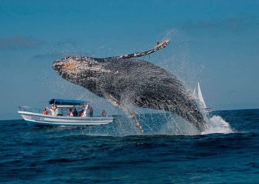 Samaná: Whale, Cayo Levantado, & Kayak in Samaná Bay Tour - What the mixed experience means for you