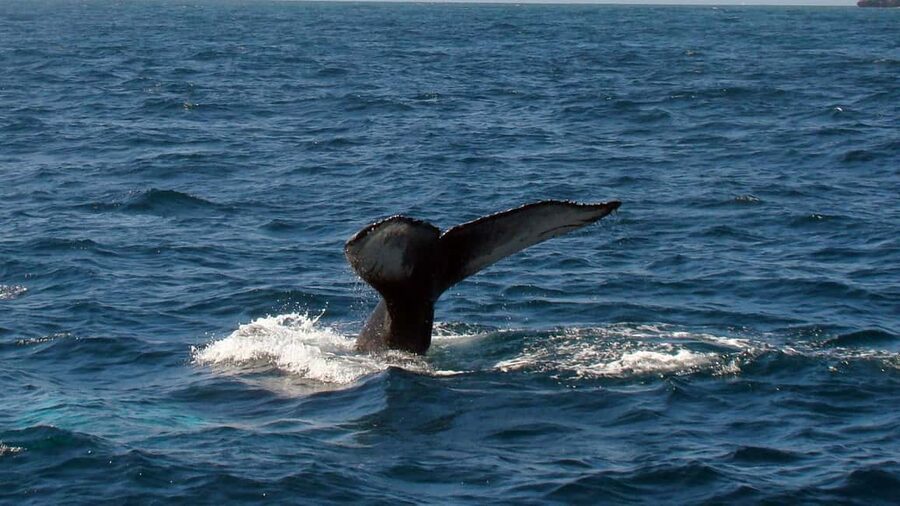 Samanà Whale Watching and Bacardi Island Tour From Bayahibe - Key points before you book