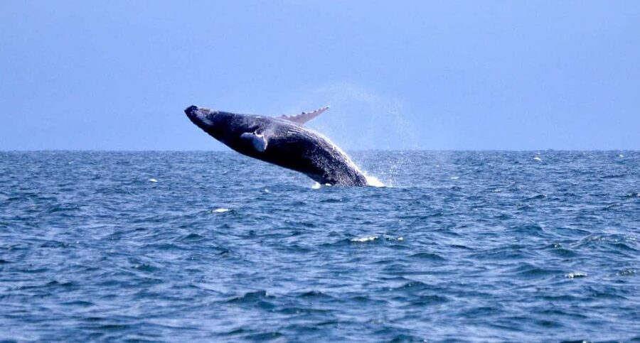 Samanà Whale Watching and Bacardi Island Tour From Bayahibe - What whale watching can really deliver