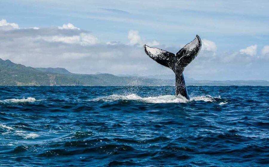 Samana: Whale Watching and Cayo Levantado Full Day Tour - Samaná Bay Is the Main Event