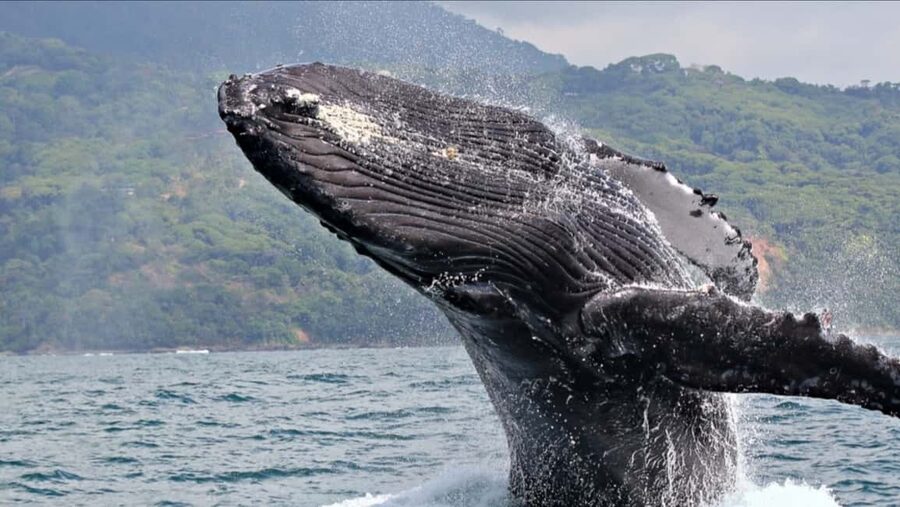 Samana: Whale Watching and Cayo Levantado Full Day Tour - What Two and a Half Hours of Whale Watching Feels Like