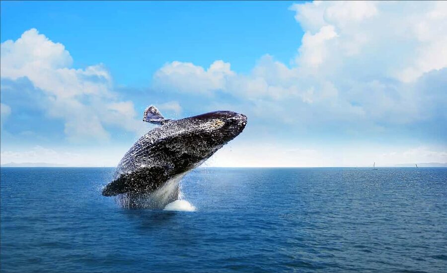 Samana: Whale Watching and Cayo Levantado Full Day Tour - How the $77 Price Works