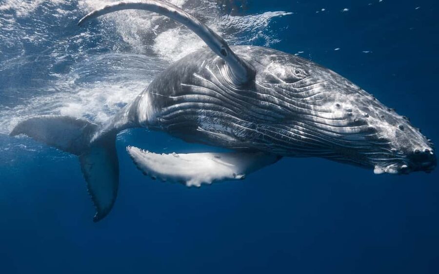 Samana: Whale Watching and Cayo Levantado Full Day Tour - Service, Timing, and Small Frictions