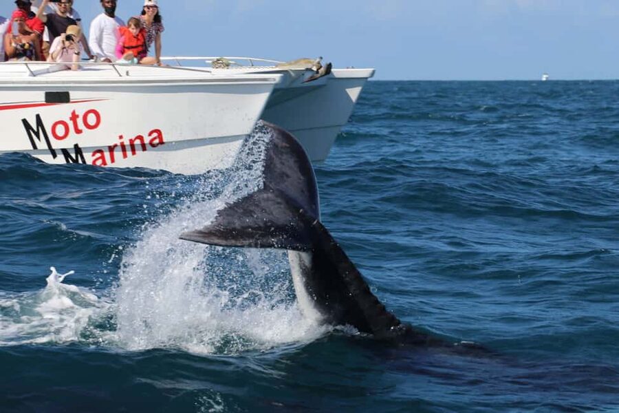 Samana: Whale Watching and Cayo Levantado Full Day Tour - Should You Book the Samaná Whale and Island Tour?