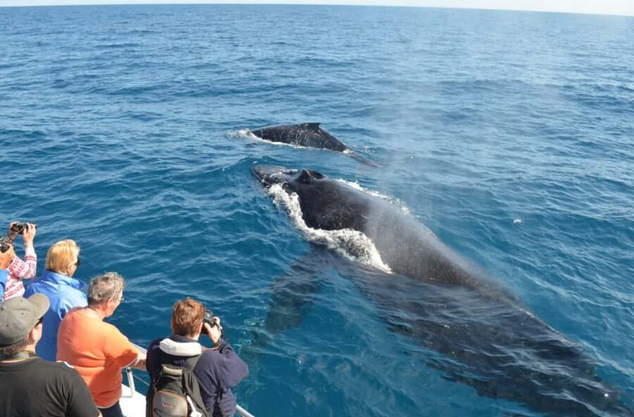 Samana: Whale Watching and Cayo Levantado Full Day Tour - The Ride Out to the Marine Sanctuary