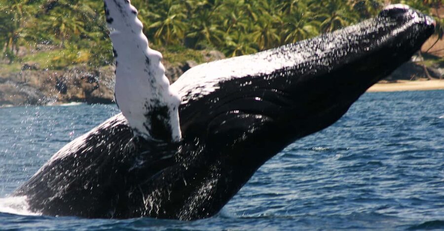 Samana: Whale Watching Tour - Why Samana Bay is worth the long ride