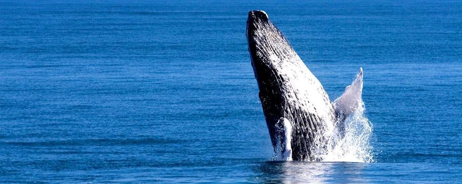 Samana: Whale Watching Tour - Boarding the boat in Samana