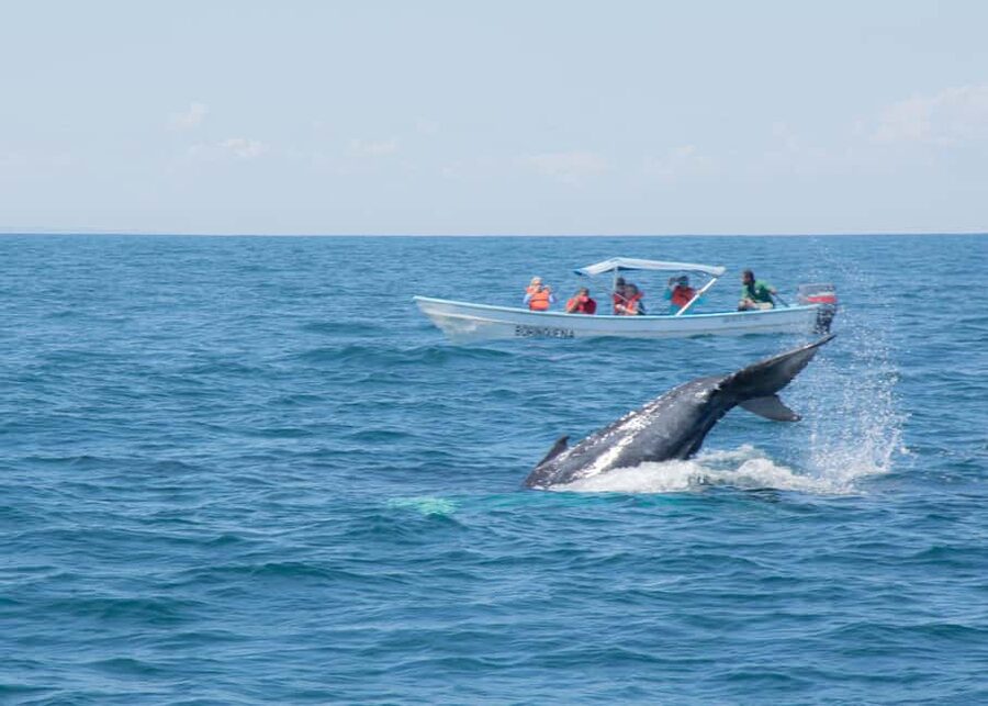 Samaná: Whale Watching Tour with Snacks - Key points to know before booking