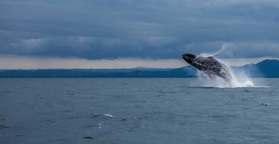 Samaná: Whale Watching Tour with Snacks - Why Samaná Bay is such a good place for whale watching