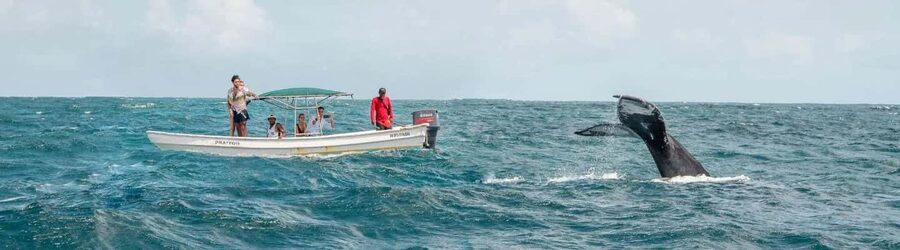 Samaná: Whale Watching Tour with Snacks - Cruising toward the Marine Mammal Sanctuary