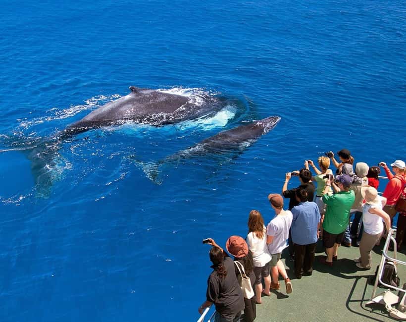 Samaná: Whale Watching Tour with Snacks - From the tour office to the 9:30 AM departure