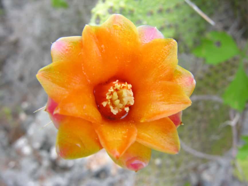 Santo Domingo: Natural Treasures of the City - Key points at a glance