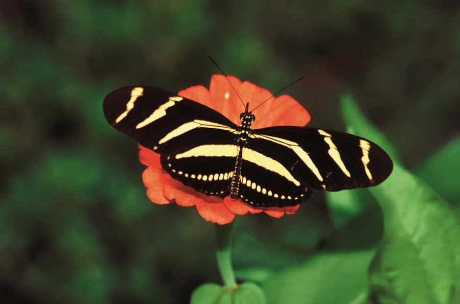 Santo Domingo: Natural Treasures of the City - Two very different natural stops in one morning