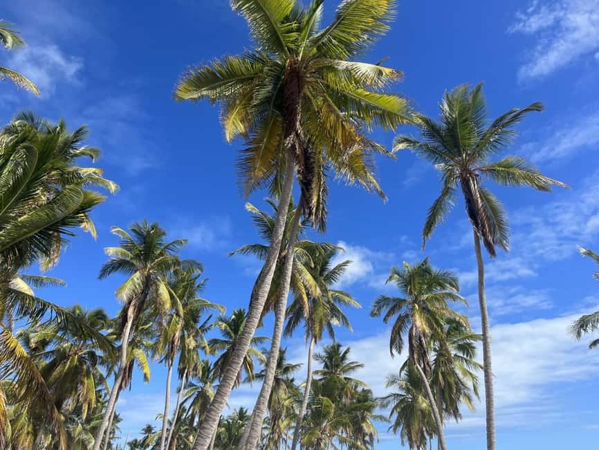 Saona Island: Beach & Natural Pool Small-Group Tour w/ Lunch - Key points to know before you book