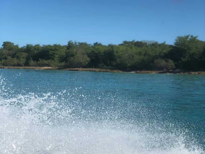 Saona Island: Beach & Natural Pool Small-Group Tour w/ Lunch - Mangroves growing directly in seawater