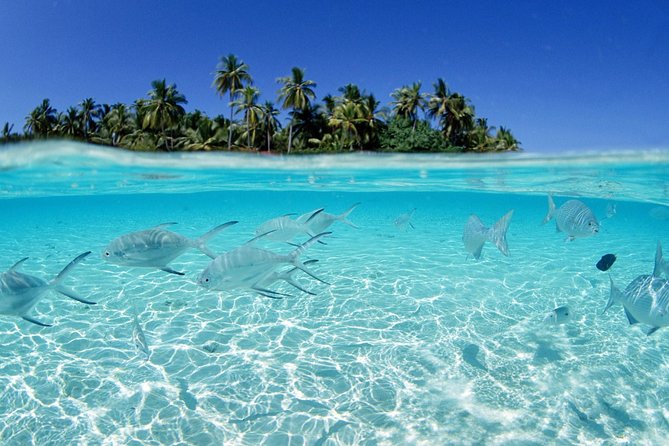 Saona Island Day Tour - What the $80 price really buys