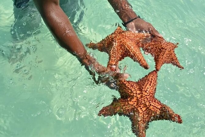 Saona Island Day Trip From Punta Cana with Lunch and Open Bar - Buffet lunch and the open bar