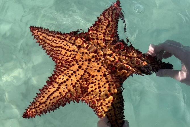 Saona Island Day Trip From Punta Cana with Lunch and Open Bar - The catamaran ride home