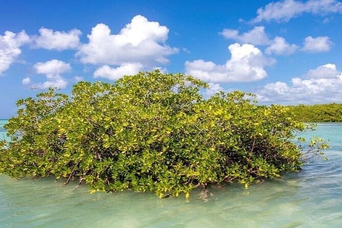 Saona Island Full-Day Tour with Lunch from Punta Cana - Guides, group size, and the day’s organization