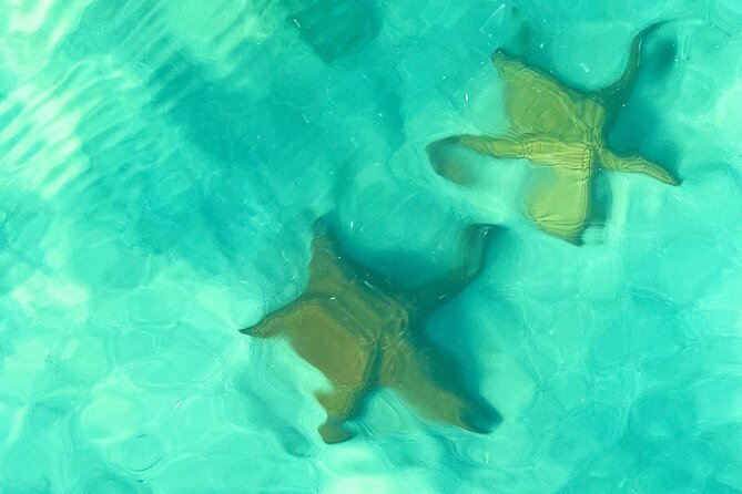 Saona Island, Natural pool Starfish, Fast boat, Catamaran +Dances - The Punta Cana to Bayahibe road transfer