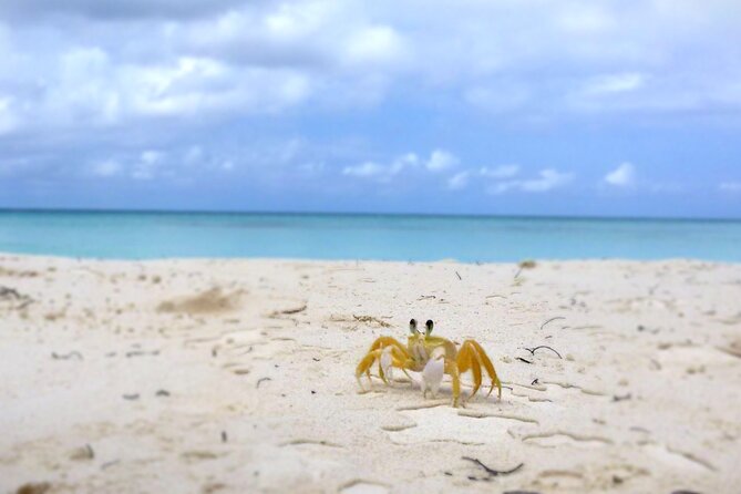 Saona Island, Natural pool Starfish, Fast boat, Catamaran +Dances - Catamaran return with music and dancing