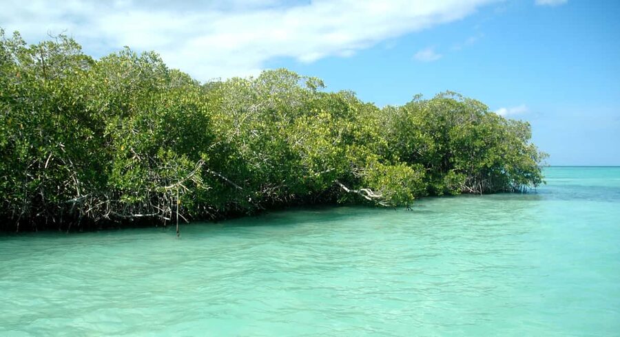 Saona Island: Small Group Virgin Beaches Cruise Day Trip - Booking details that matter