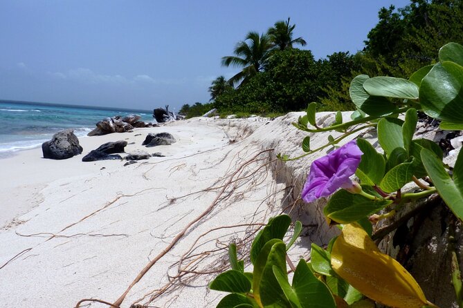 Saona Island Tour from Punta Cana with Lunch, Open Bar & Pickup - The music-filled catamaran ride home