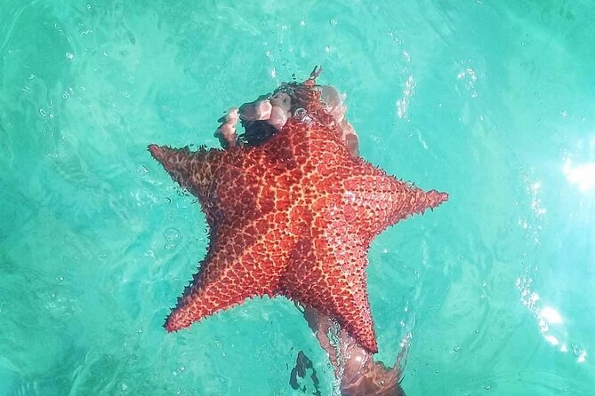 Saona Island Tour - Full Day from Punta Cana Buffet and drinks - Who will enjoy this day most