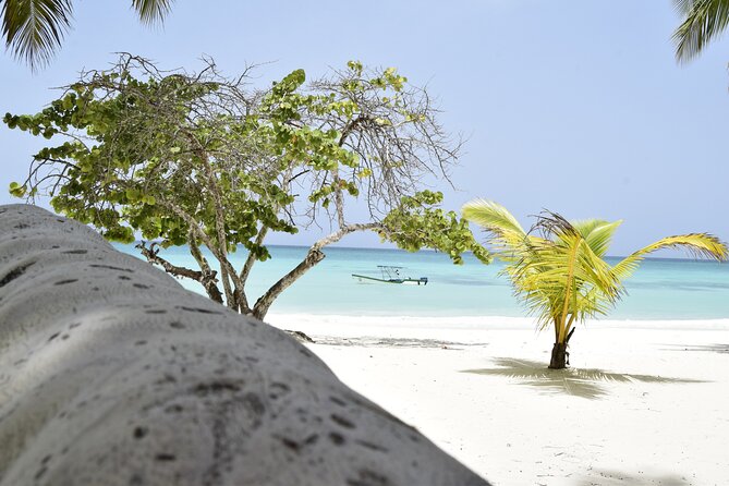 Saona Island Tour - Full Day from Punta Cana Buffet and drinks - Group size, participation, and practical details