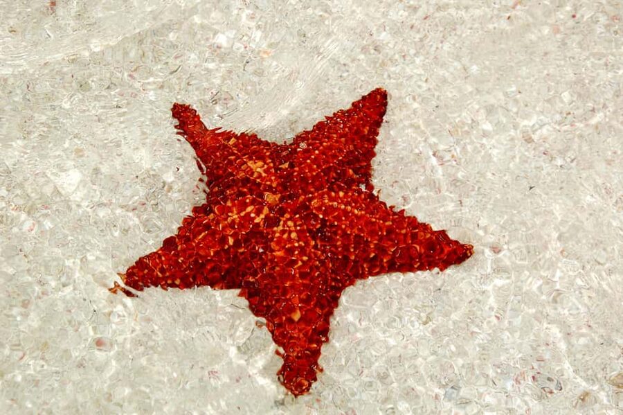 Saona Special Tour: Four Beaches & Canto Experience - The natural pools and their starfish