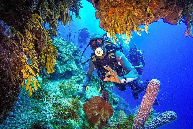 Scuba Diving at Catalina Island - 2 tank | 2 spots - The Aquarium offers a shallower second session