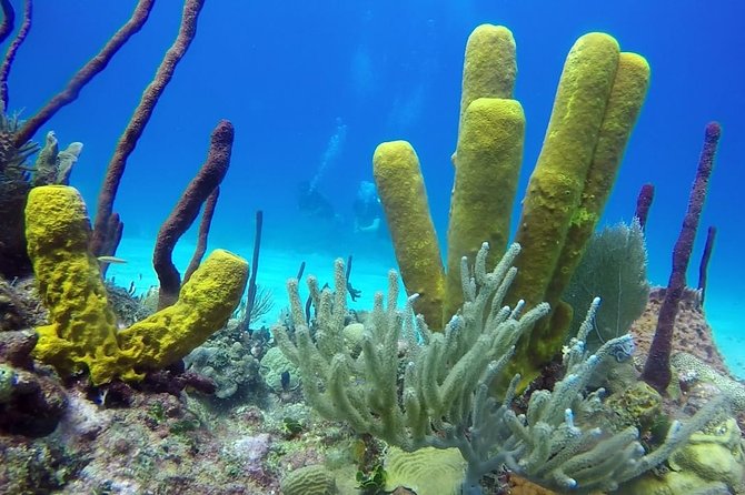 Scuba Diving at Catalina Island - 2 tank - for Certified Divers - What this Catalina Island day is really like