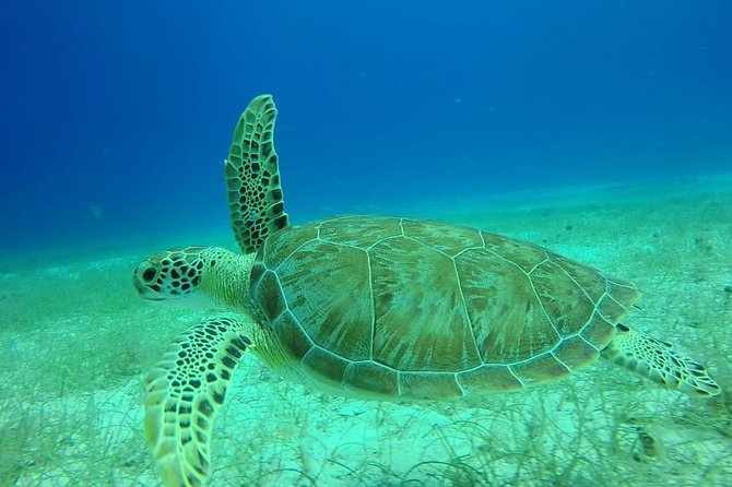 Scuba Diving at Catalina Island - 2 tank - for Certified Divers - A PADI-led outing with a 15-person limit
