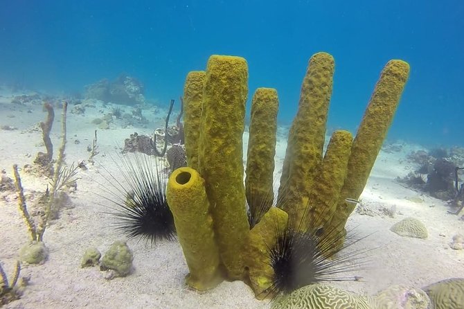 Scuba Diving at Catalina Island - 2 tank - for Certified Divers - Catalina Island beach time after the water