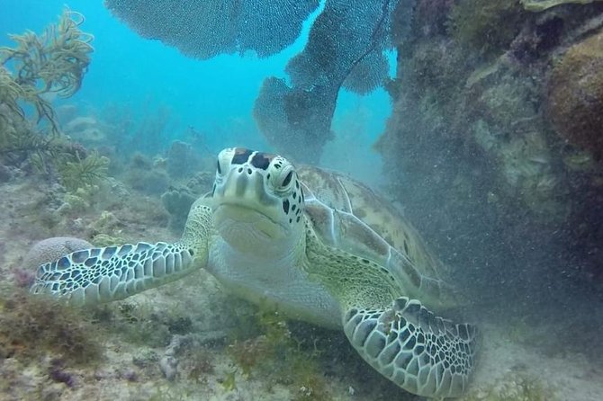 Scuba Diving at Catalina Island - 2 tank - for Certified Divers - Is $189.99 a fair price?