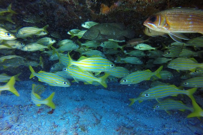 Scuba Diving at Catalina Island - 2 tank - for Certified Divers - The transportation warning matters
