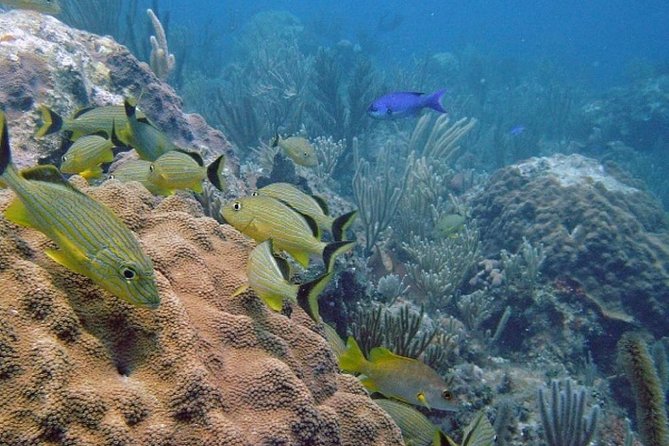Scuba Doo Diving Experience in Punta Cana - Boarding the Boat and Reaching the Platform