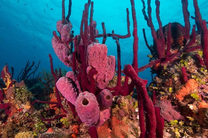 Scuba Doo Diving Experience in Punta Cana - The 15 to 20 Minutes Underwater