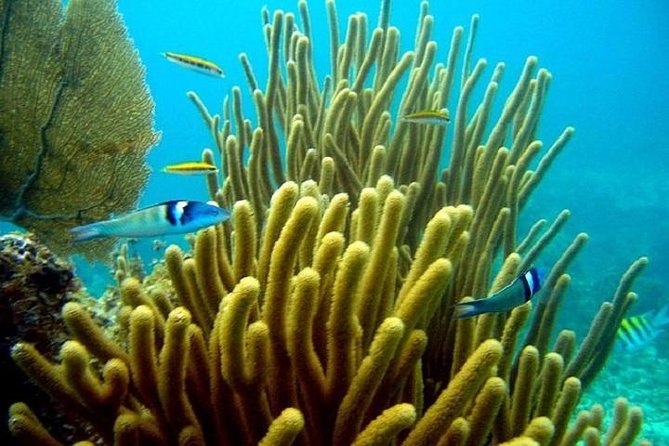 Scuba Doo Underwater Scooter in Punta Cana (Half Day) - The glass-bottom boat and marine-life viewing