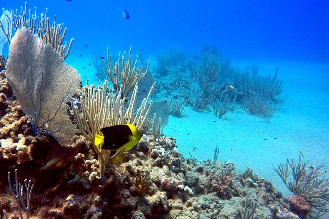 Shared 2 hours Sosúa Bay Snorkeling with Professional Guide - Two calm-water stops in Sosúa Bay