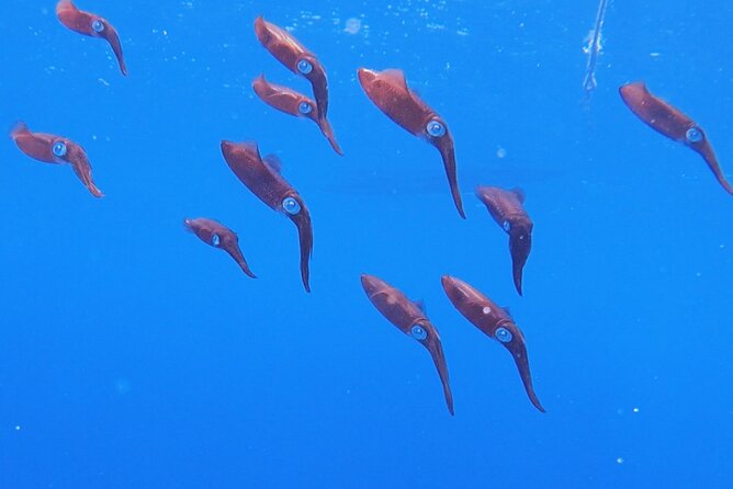 Shared 2 hours Sosúa Bay Snorkeling with Professional Guide - The first 45-minute snorkeling session